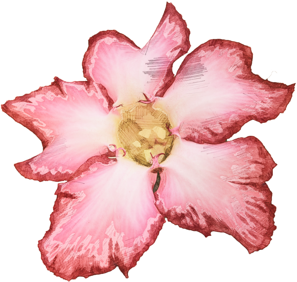 Desert Rose Films