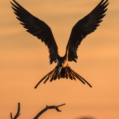 Fiery Falcons of Fujairah